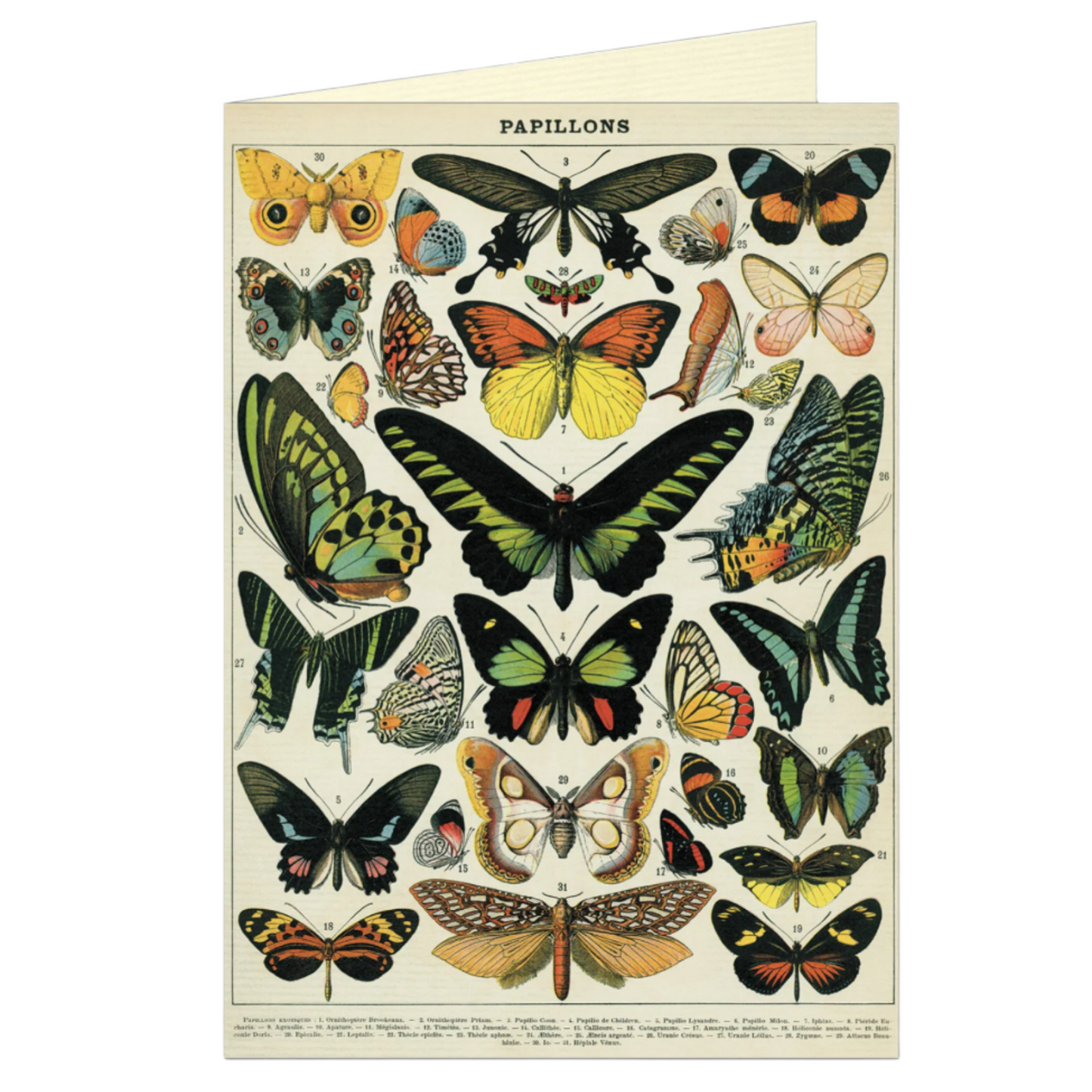 Blank Card | Vintage Butterflies