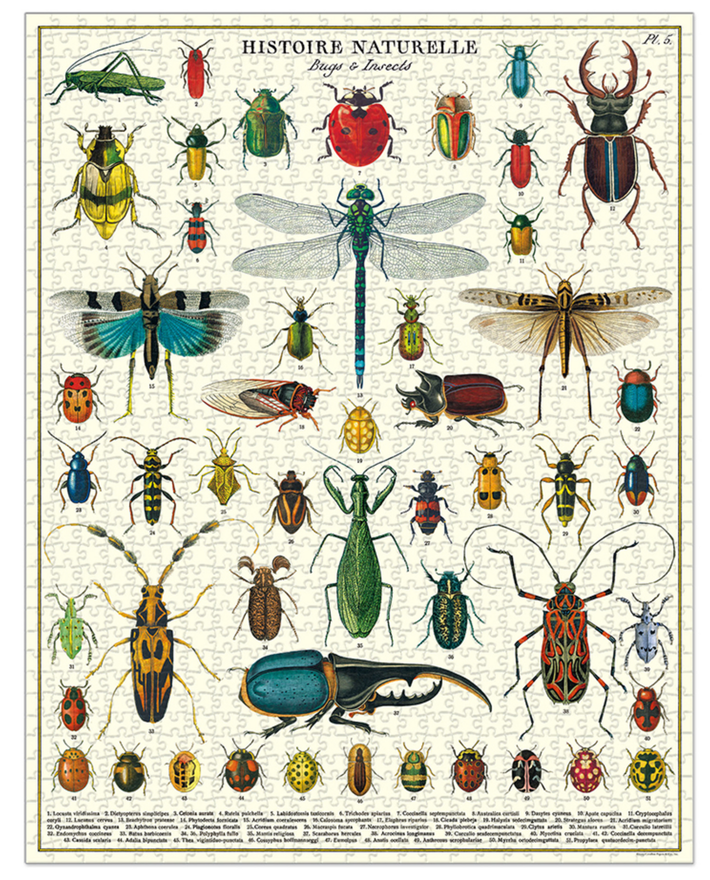 Cavallini Vintage Puzzle - Bug + Insect Puzzle